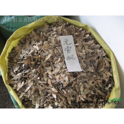 直銷喬木-楸樹，楸樹苗，楸樹直銷基地，又名梓桐，金絲楸
