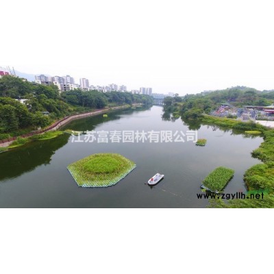 金葉大花六道木，金葉大花六道木苗，金葉大花六道木基地