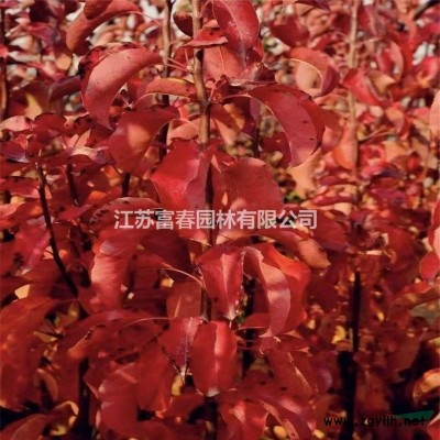 佛肚竹，佛肚竹小苗，別稱：佛竹，羅漢竹、密節(jié)竹，江蘇佛肚竹