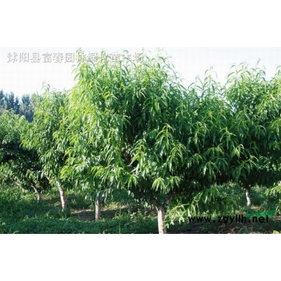 深山含笑，深山含笑苗，別名：光葉白蘭、莫氏含笑，深山含笑基