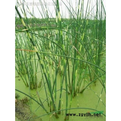 仿真工藝動物造型綠雕工藝品 批發綠色植物景觀綠雕