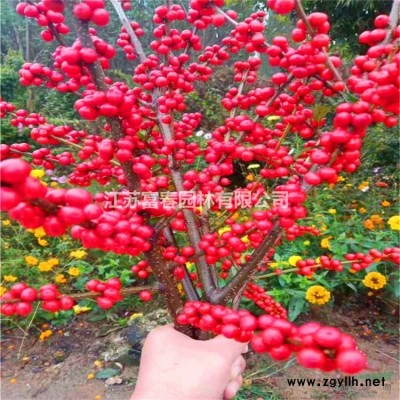 供應旅行景點雕塑 批發大型環保 可定制綠色植物雕像