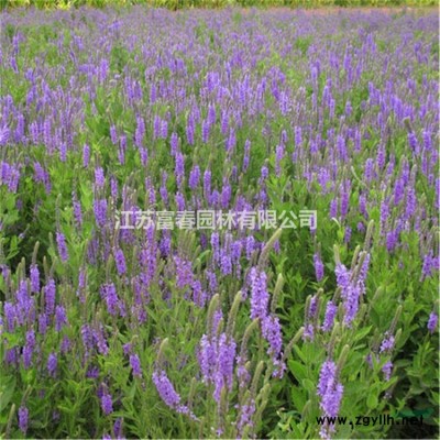 海面種植浮島_生物浮床_綠化工程施工組織設(shè)計(jì)的內(nèi)容