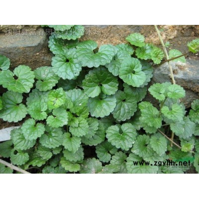 黑臭水治理浮島_人工浮島生產(chǎn)廠家_綠化工程施工組織設(shè)計(jì)范本
