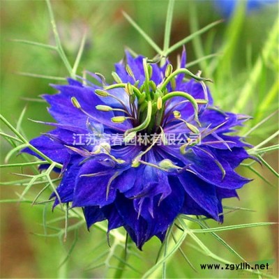 浮島施工_浮島花園_種植流程