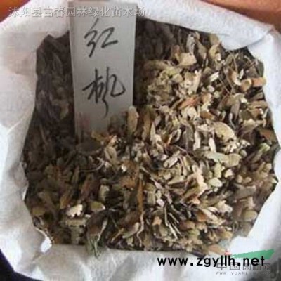 產地直銷 加侖盆苗 金寶石鈍齒冬青 花境植物 價格