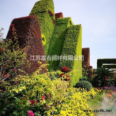 花境植物珍珠繡線菊加侖盆苗 杯苗 袋苗 大桶苗 產(chǎn)地批發(fā)