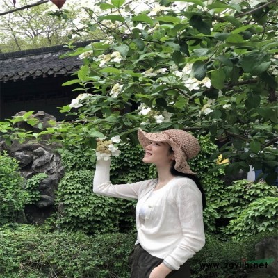 歐石竹 海石竹花苗盆栽帶花 尖葉石竹 量大價優