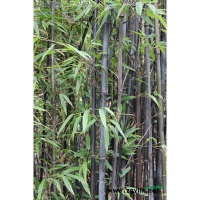 園林綠化苗木-紫葉錦帶，紫葉錦帶苗，蘇北紫葉錦帶