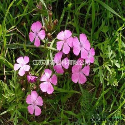 水生植物黃菖蒲，日本花菖蒲，別名：黃花鳶尾、水生鳶尾