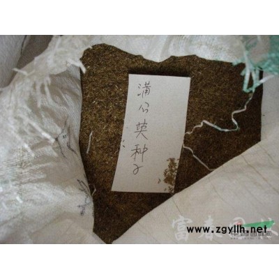 地被植物朱頂紅，江蘇朱頂紅，別名：百枝蓮、柱頂紅、朱頂蘭