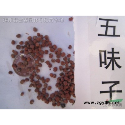 金絲垂柳，金絲垂柳苗，江蘇沭陽金絲垂柳，金絲垂柳基地，垂柳