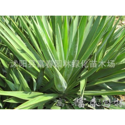 仿真植物綠雕 仿真綠雕 動物造型綠雕 專業設計 園林綠林