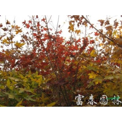 綠雕仿真植物造 公園美化裝飾假植物景觀