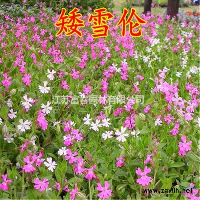 浮島直銷(xiāo)_人工浮島每平米價(jià)格_綠化作用