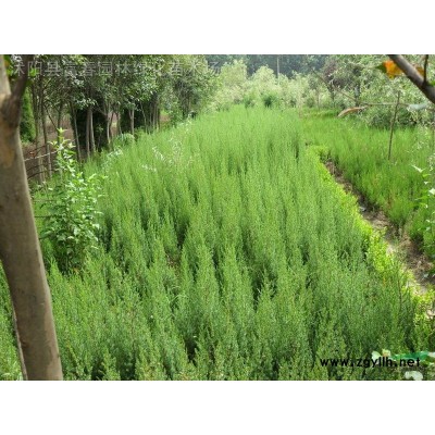 花境植物繡球莢蒾加侖盆苗 杯苗 袋苗 大桶苗 產(chǎn)地批發(fā) 價格