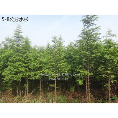 安徽叢生枇杷價(jià)格、合肥叢生枇杷*新報(bào)價(jià)、叢生枇杷哪里買(mǎi)
