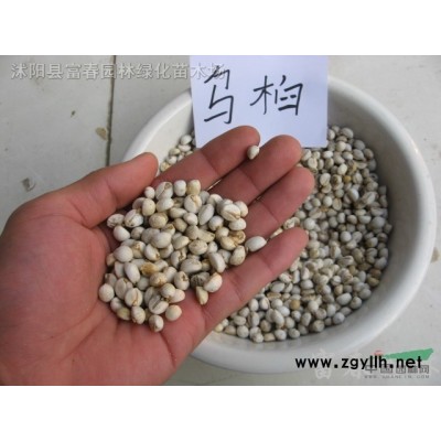 水生植物菊花菜，菊花菜苗，江蘇菊花菜，又名菊花腦
