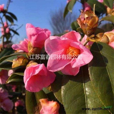 小葉女貞球，小葉女貞，小葉女貞苗，小葉女貞基地，小葉女貞價格