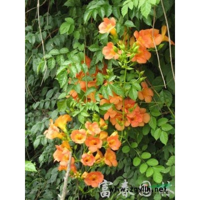 高桿珍珠梅，又名郁李，白花郁李，紅花郁李，爵梅，秧李