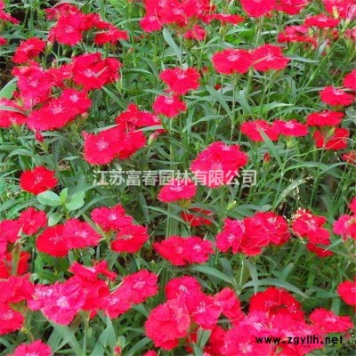 香蒲，別稱：東方香蒲，蒲草、蒲菜、貓尾草，沭陽香蒲