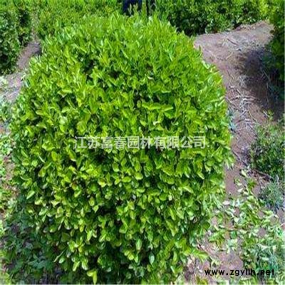 可定制仿真綠雕批發 各種工藝品 綠植景區