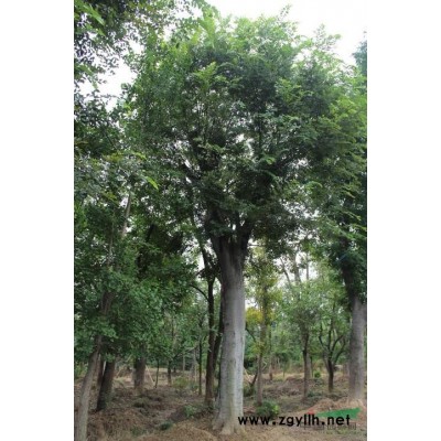 人工濕地_生態(tài)浮島及其設(shè)計(jì)詳解_上門施工價(jià)格合理誠信合作