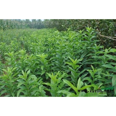 臭牡丹花境植物加侖盆苗杯苗袋苗 大桶苗 產地直銷苗圃價格