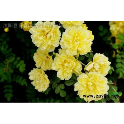 冬紅衛矛彩葉衛矛 花境植物 加侖盆苗 杯苗 袋苗大桶苗 價格