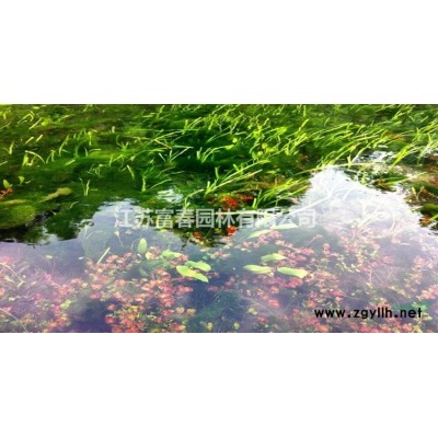 金陵紅楓基地種植 量大價優 別名金陵紅三角楓