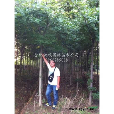 安徽合肥供應(yīng)冠幅100-500公分叢生桂花、合肥叢生桂花基地