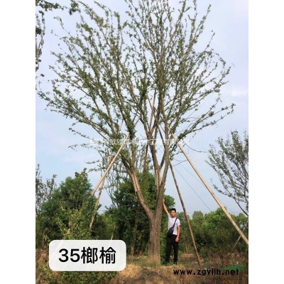合肥叢生花石榴價格、肥西叢生花石榴供應商、單桿花石榴報價