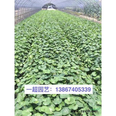 德國鳶尾 德國鳶尾批發