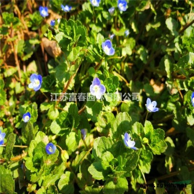 常綠灌木-刺松，刺松苗，刺松直銷基地，又名山刺柏、刺柏