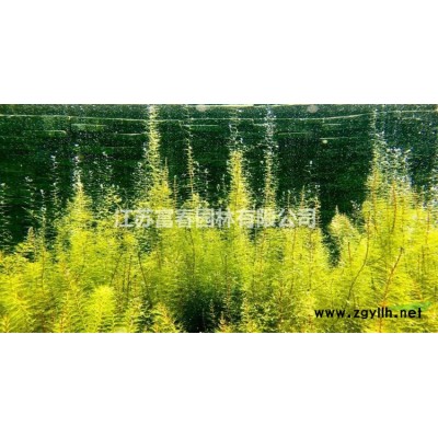 紅豆杉，紅豆杉苗，紅豆杉直銷基地，又名紫杉，赤柏松