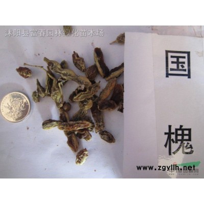 香菇草，香菇草苗，別名南美天胡荽，金錢蓮，水金錢，銅錢草