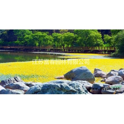 地被植物睡蓮，睡蓮種苗，別名：子午蓮、水芹花、瑞蓮、水洋花、