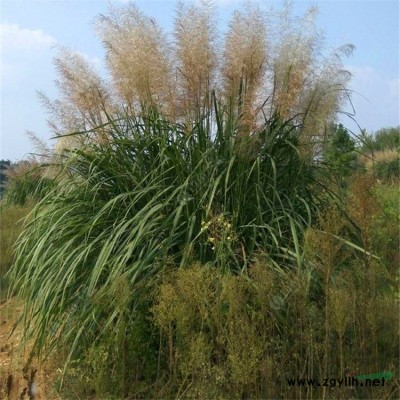仿真植物造型綠雕 人物綠植雕塑擺件 園林景觀立體綠雕工藝品制
