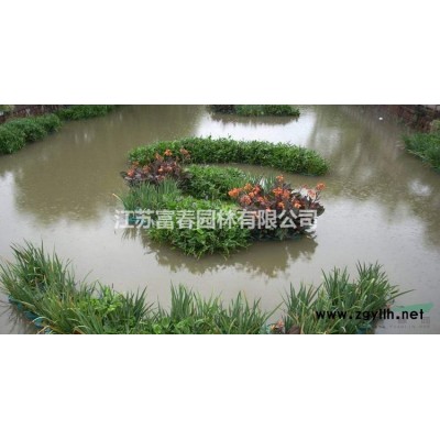 銀姬小蠟球花境植物加侖盆苗杯苗袋苗 大桶苗 產地直銷苗圃價格