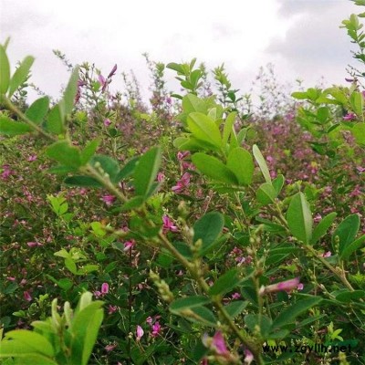 產(chǎn)地批發(fā) 花境植物黃金香柳加侖盆苗 杯苗 袋苗 大桶苗