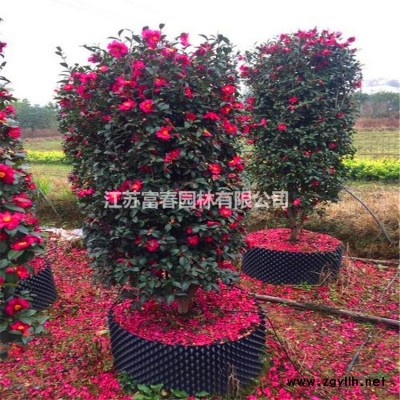 花境植物 穗花牡荊加侖盆苗 杯苗 袋苗 大桶苗 產地批發