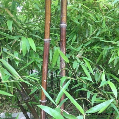 供應灌木麻葉繡線菊 品種* 適用于園林 別墅 行道綠化