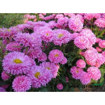 櫻花品種 京紅早櫻產地 花色大紅重瓣櫻花  京紅早櫻苗