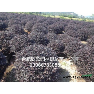 安徽肥西紫葉李基地、合肥紫葉李*新報(bào)價(jià)、肥西紫葉李供貨商、