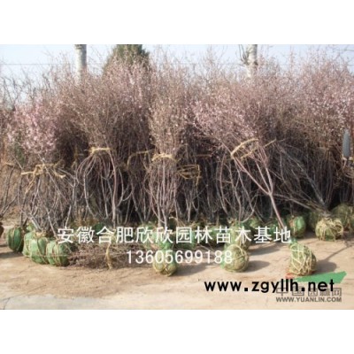 安徽合肥供應(yīng)板栗樹(shù)、合肥板栗價(jià)格、肥西供應(yīng)1-30公分板栗
