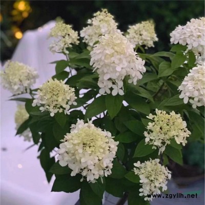 荇菜，荇菜苗，別名莕菜、蓮葉莕菜、驢蹄萊、水荷葉