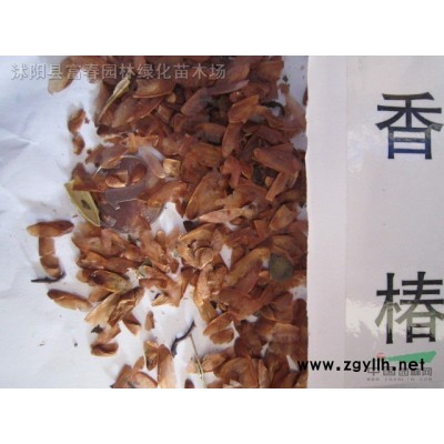 水生植物旱傘草，旱傘草苗，別名傘草、水棕竹、風(fēng)車草，水生植物