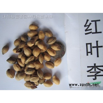地被植物蔥蘭，別名：蔥蓮、玉簾、白花菖蒲蓮、韭菜蓮、肝風草