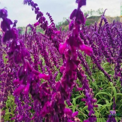 綠雕工藝品花雕立體花壇仿真孔雀鳳凰植物造型景觀雕塑動物綠雕制
