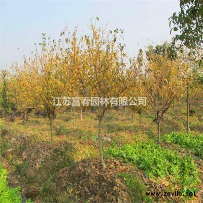 城市綠雕造型人物綠雕 可定制草皮綠植造型藝術(shù)景觀綠雕塑
